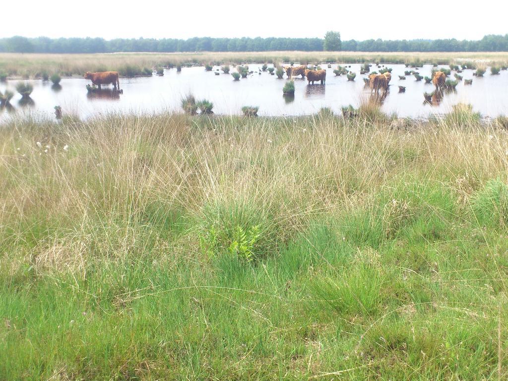 Stal Zwartschaap Stuifzand Exterior foto